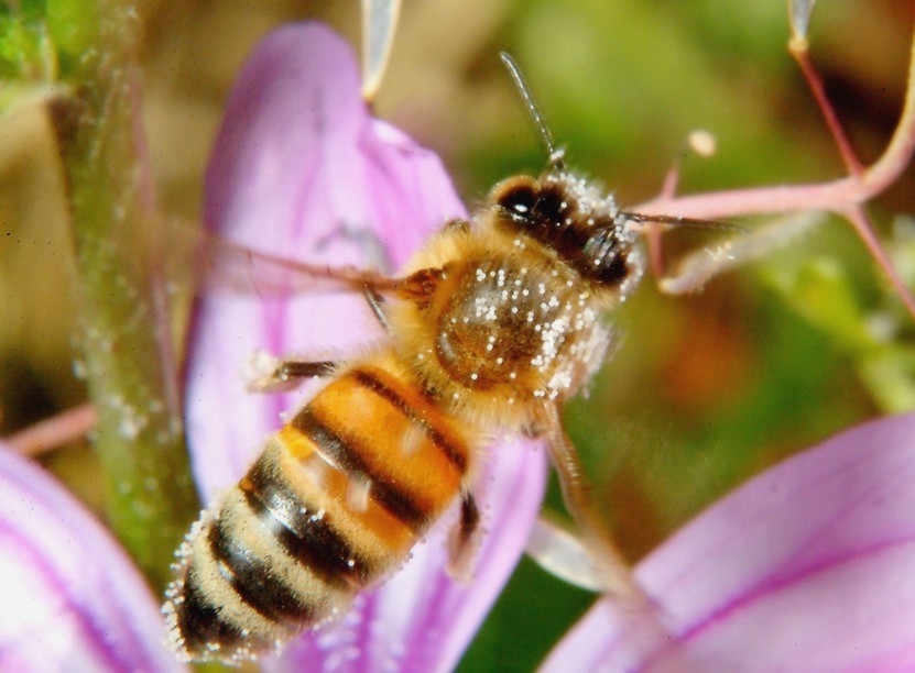 Macrofotografia, che passione!